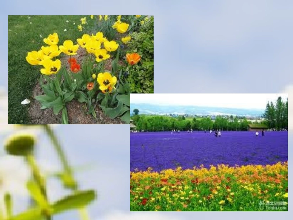 作品欣赏《花儿遍地开》_第3页