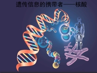 遗传信息的携带者——核酸