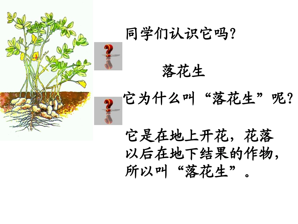 第四板块落花生_第2页