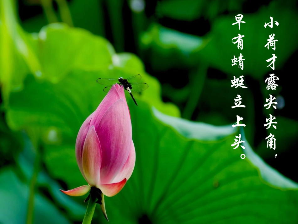 四下U6乡村四月_第3页