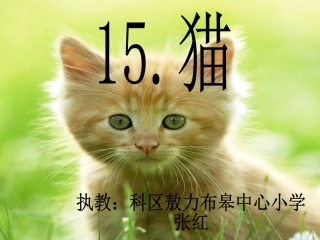 猫演示文稿1