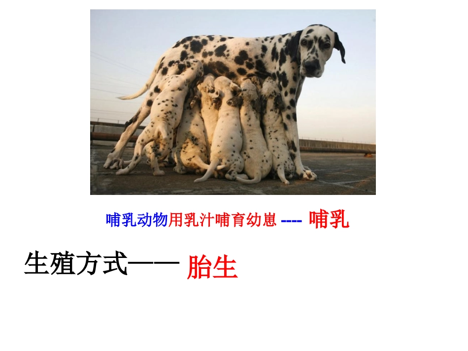 第七节哺乳动物(好)_第2页