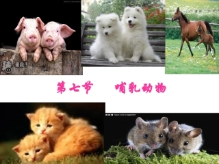 第七节哺乳动物(好)