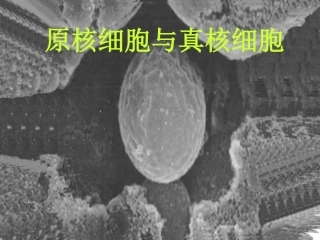 原核细胞与真核细胞