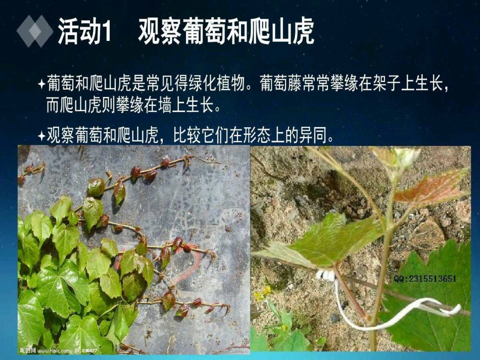 葡萄和爬墙虎_第3页