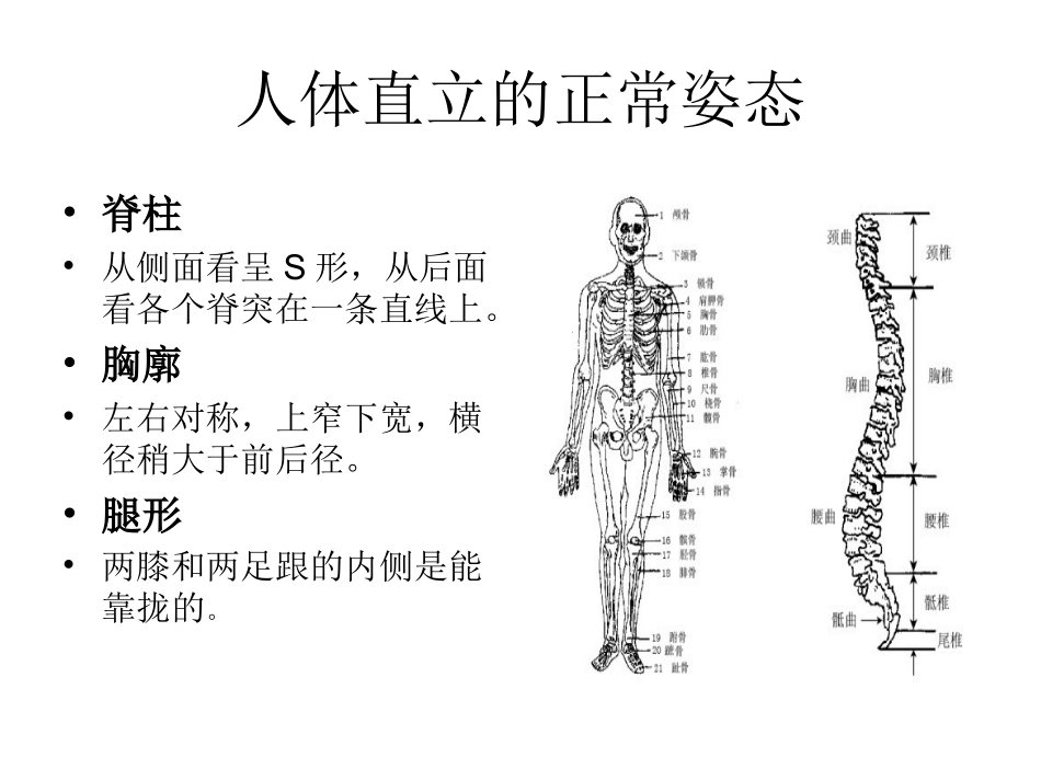 人体直立的正常姿_第2页