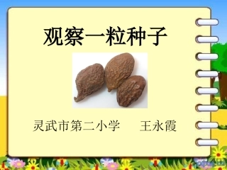 胖大海王永霞