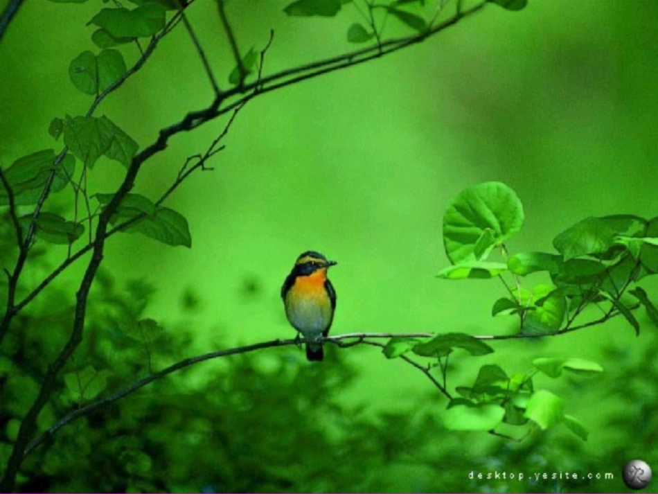 《珍珠鸟》课件_第1页