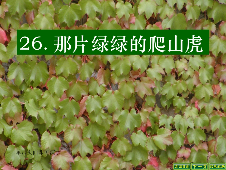 那片绿绿的爬山虎 (3)_第1页