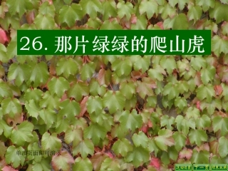 那片绿绿的爬山虎 (3)