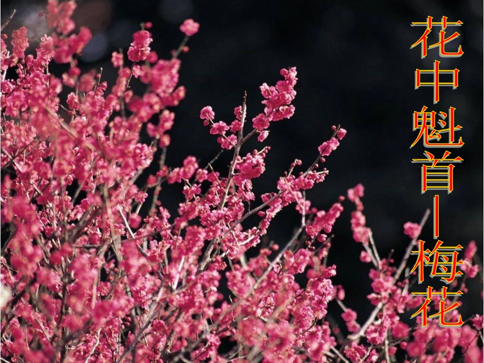 《开花和结果》课件4_第1页