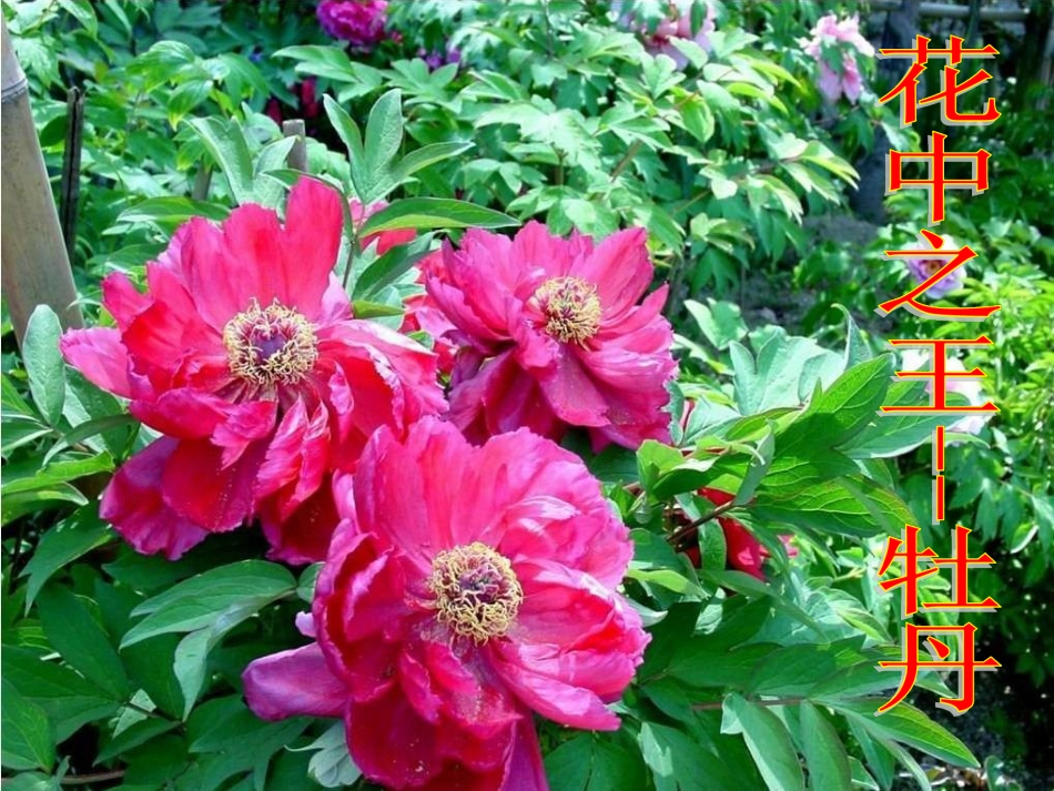 《开花和结果》课件4_第2页