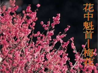 《开花和结果》课件4