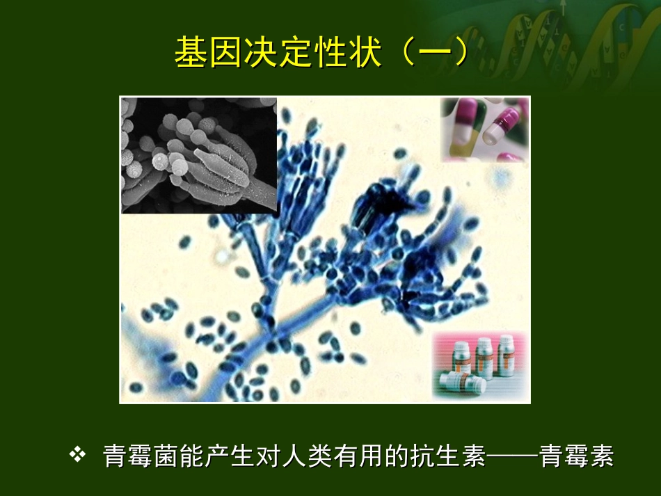 基因工程的基本内容_第2页