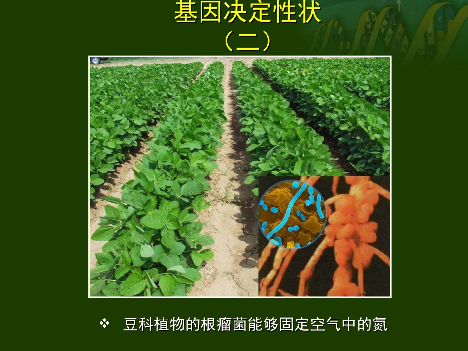 基因工程的基本内容_第3页