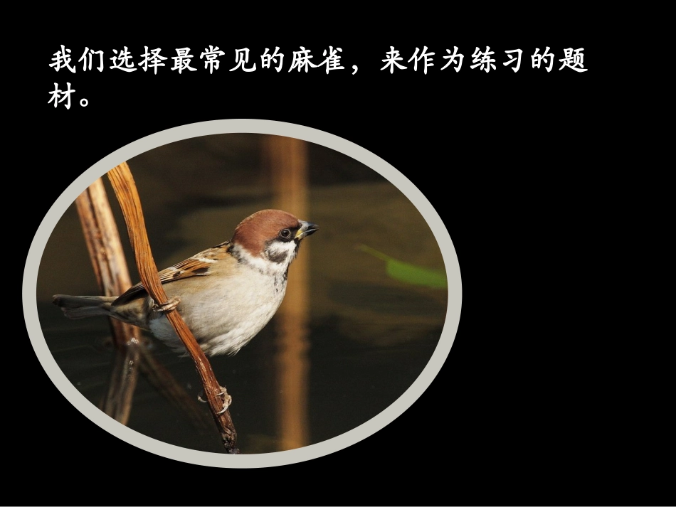 第14课花鸟画（二）_第3页