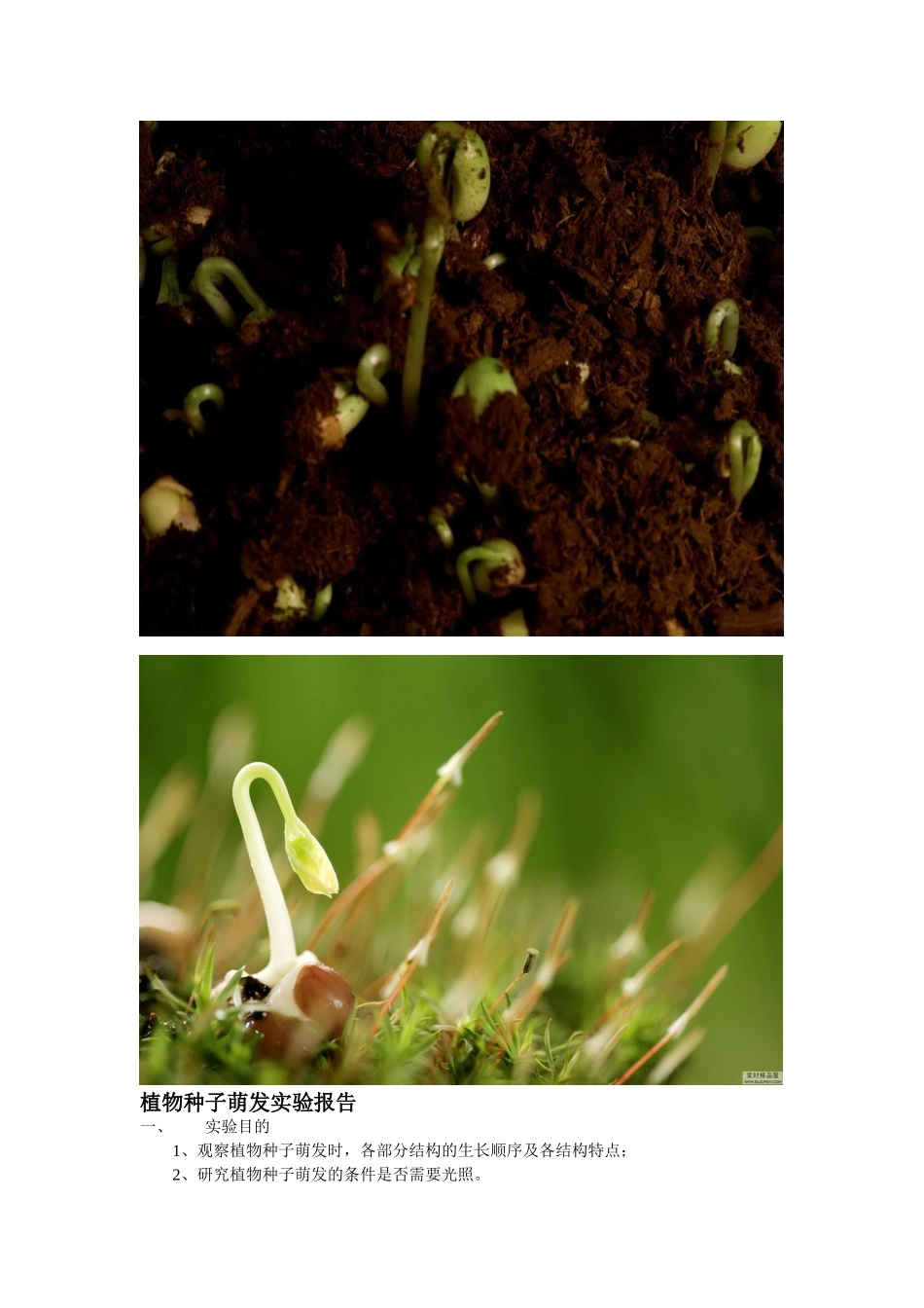 -植物种子萌发实验报告_第1页