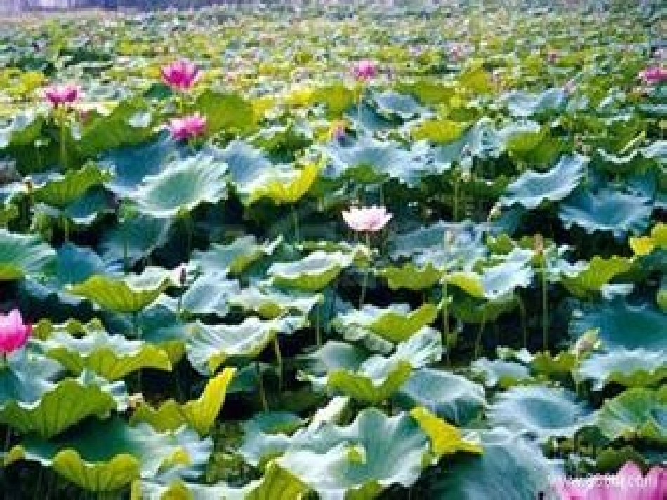 《荷叶圆圆》课件_第1页