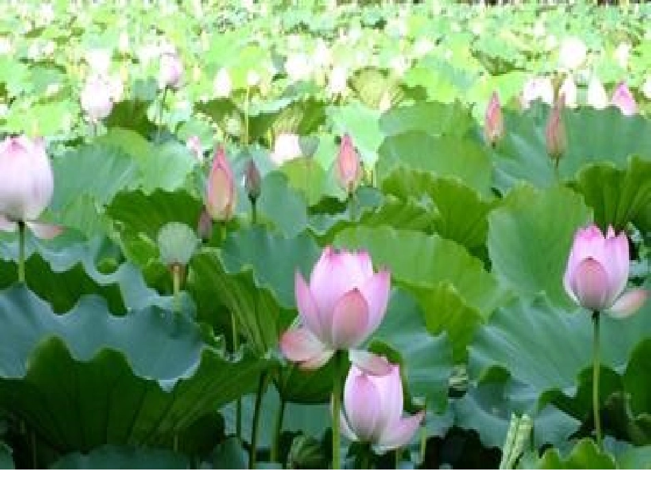 《荷叶圆圆》课件_第2页