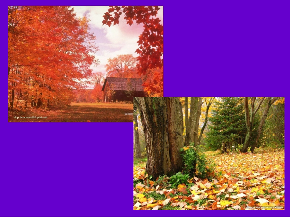 植物的叶PPT三上_第2页