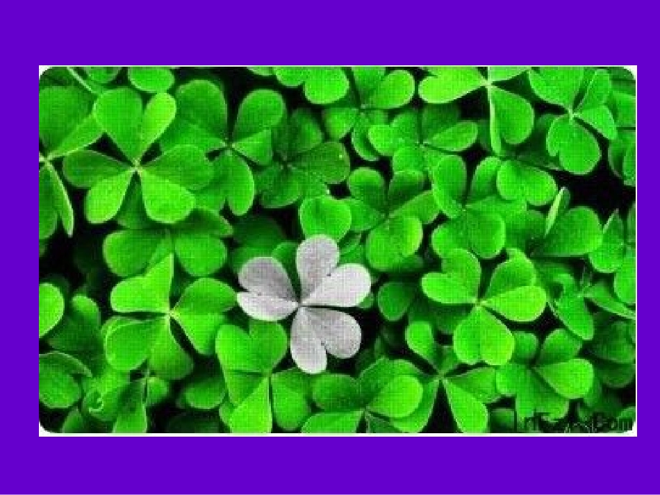 植物的叶PPT三上_第3页