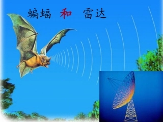蝙蝠和雷达PPT课件——公开课