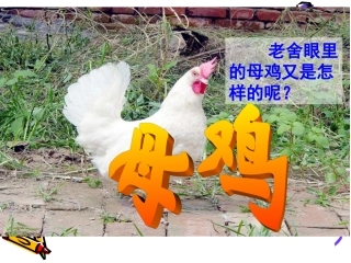 母鸡 (2)课件