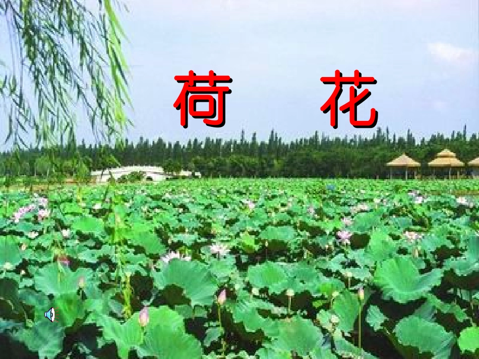 荷花课件_语程蓉_第2页