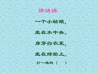 荷花课件_语程蓉