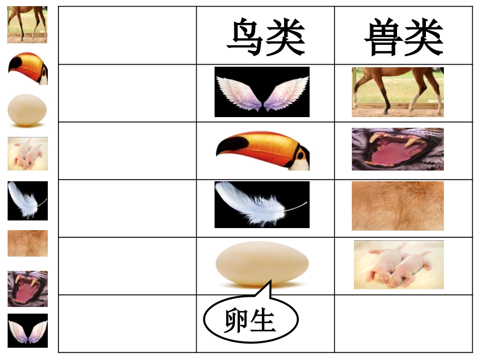 鸟兽大战课件_第2页