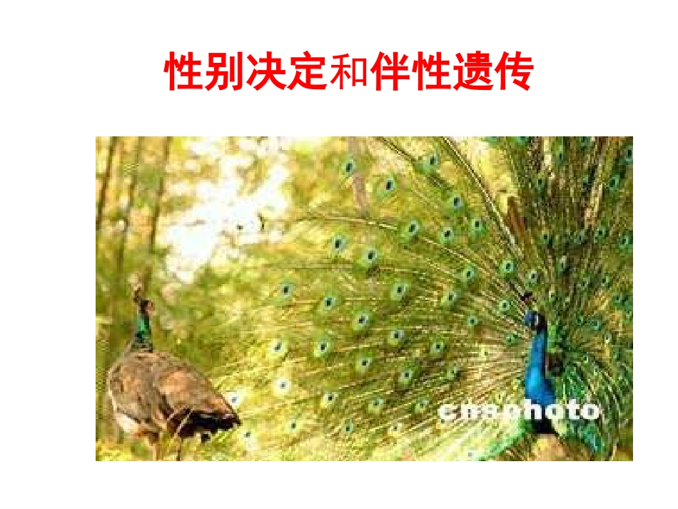 伴性遗传课件_第2页