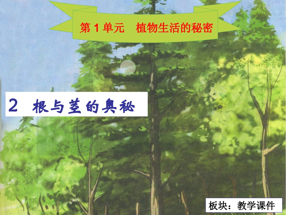 根与茎的奥秘_教学课件_第2页