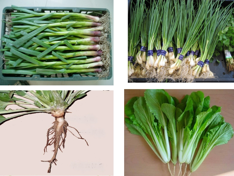 根与茎的奥秘_教学课件_第3页