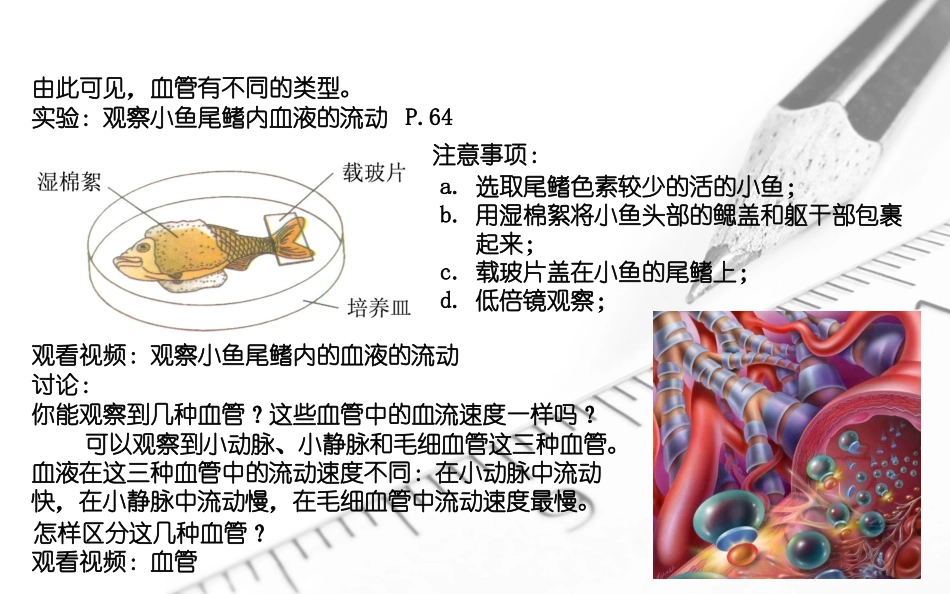 第二节血流的管道——血管_第2页