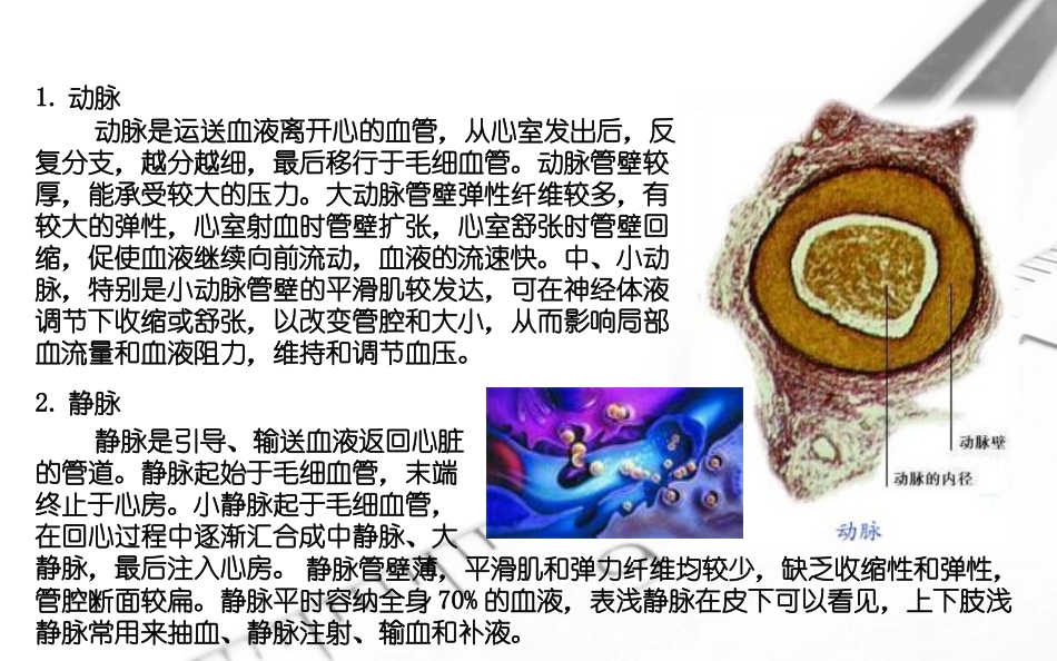 第二节血流的管道——血管_第3页