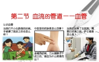 第二节血流的管道——血管