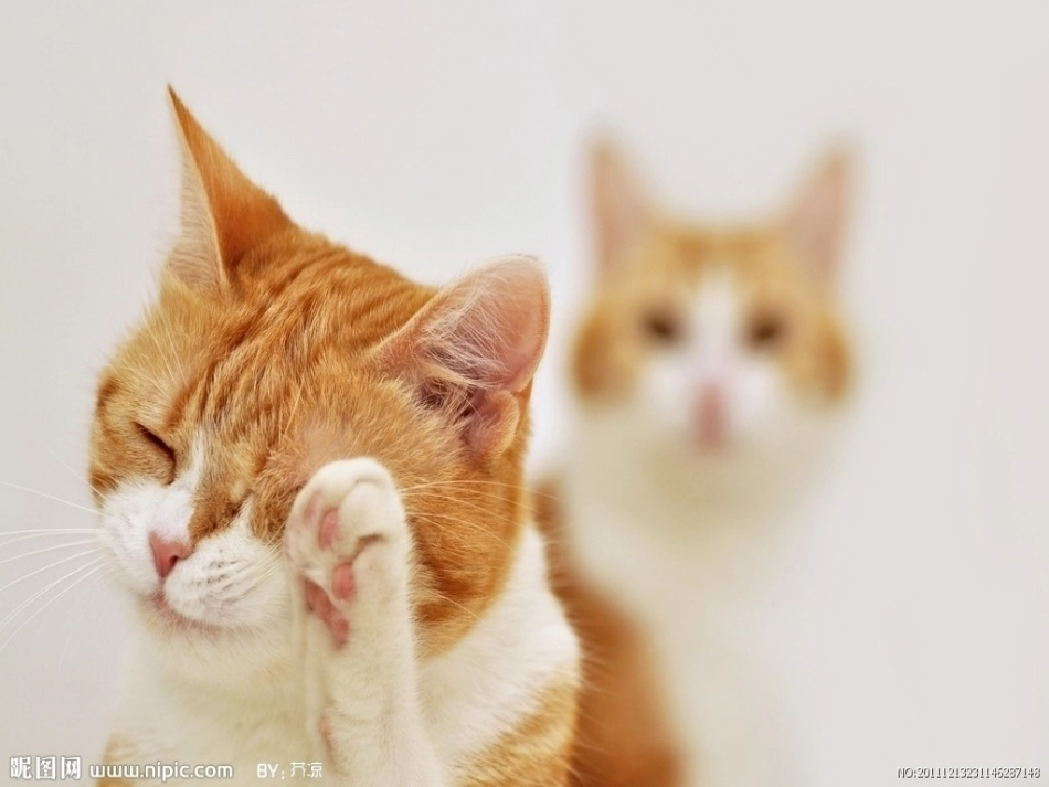 大班语言：看图编儿歌_第1页