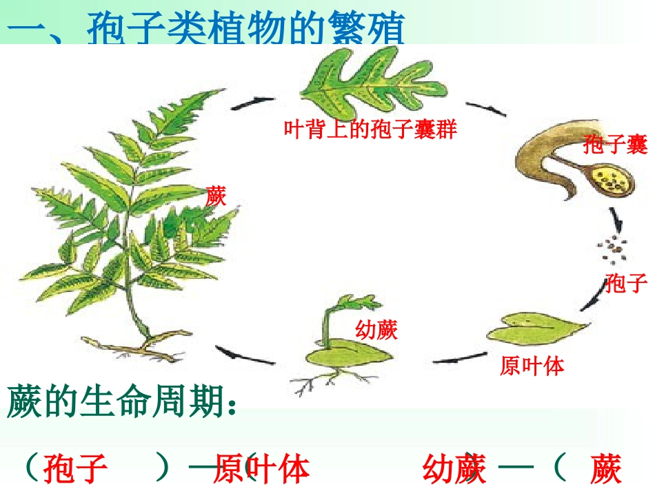 无性生殖课件_第3页