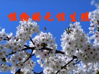 无性生殖课件