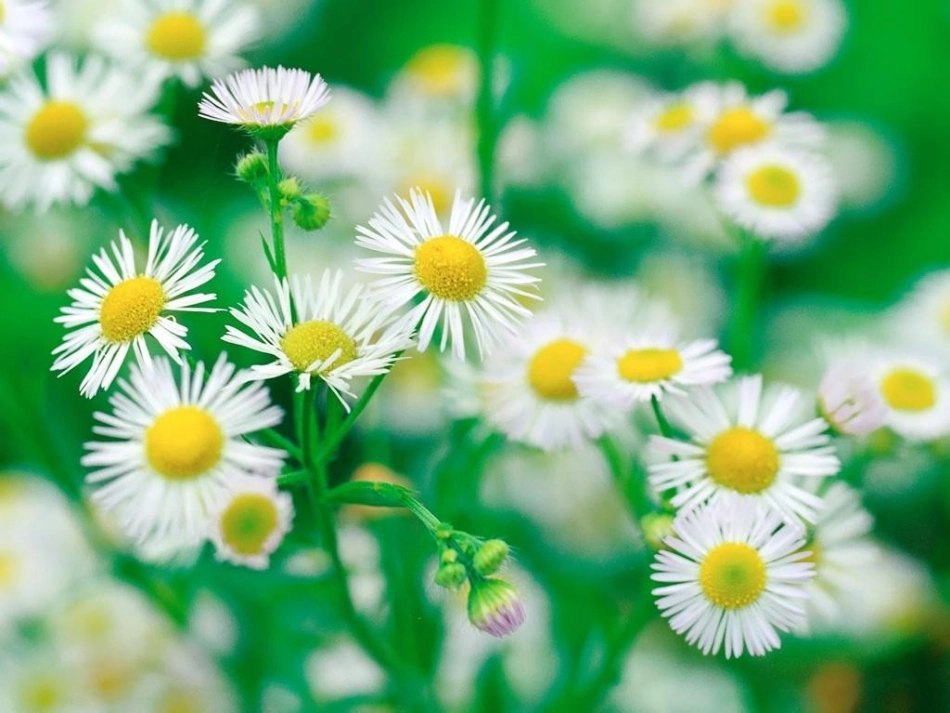 触摸春天-课件_第3页