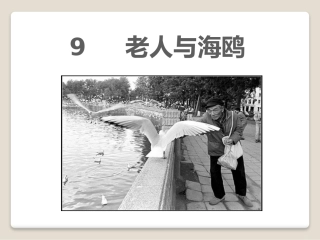 老人与海鸥微课课件