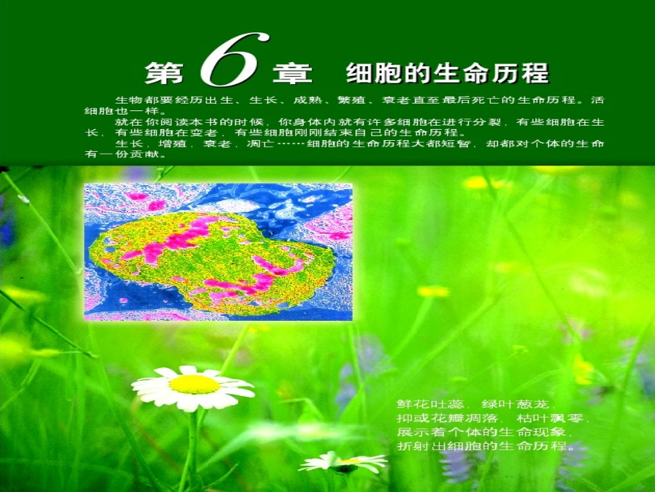 --细胞的增值-课件_第1页