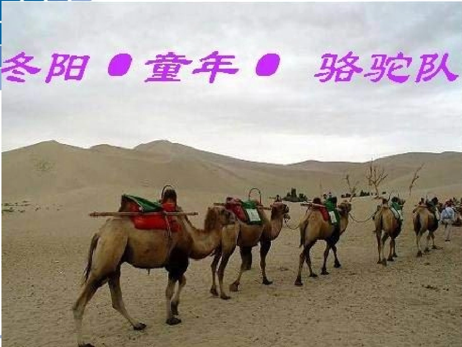 冬阳童年骆驼队课件(PPT-23页)_第1页