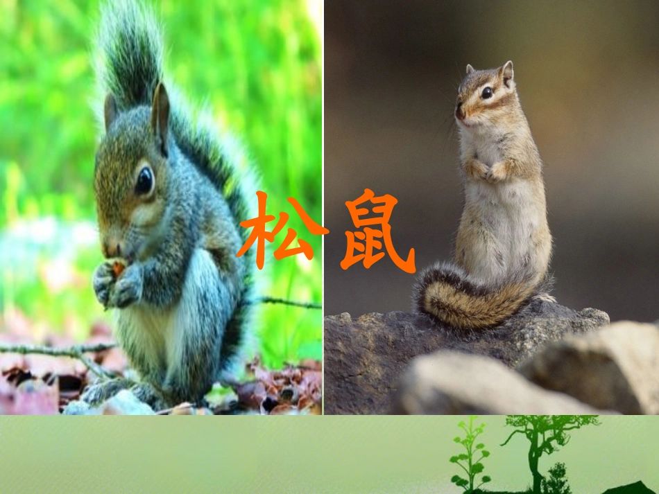 一年级下10《松鼠和松果》_第1页