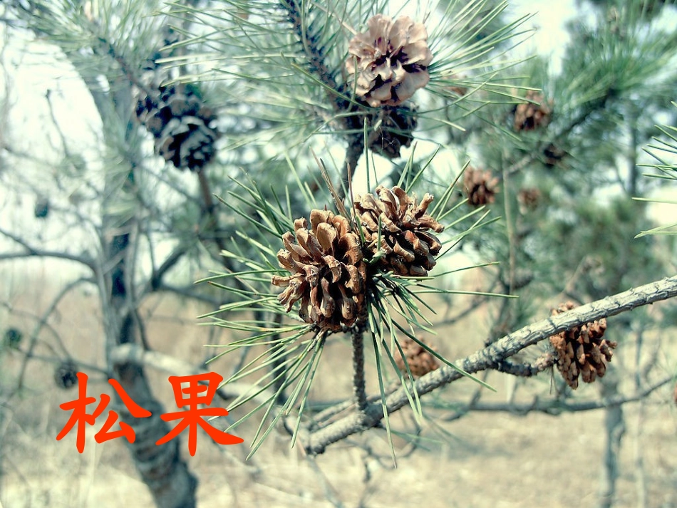 一年级下10《松鼠和松果》_第2页