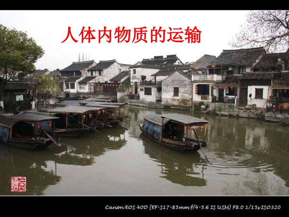 流动的组织—血液课件11_第1页