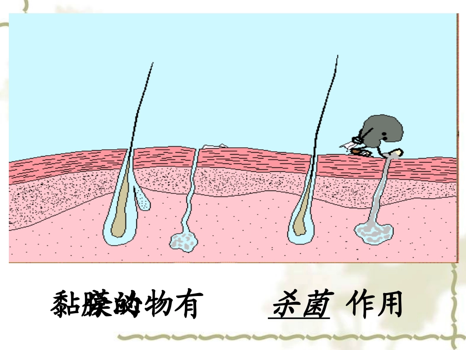 第二节免疫与计划免疫_八年级下册生物课件11_第3页