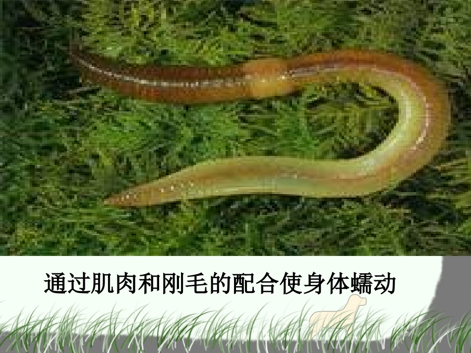 第一节动物的运动_第2页