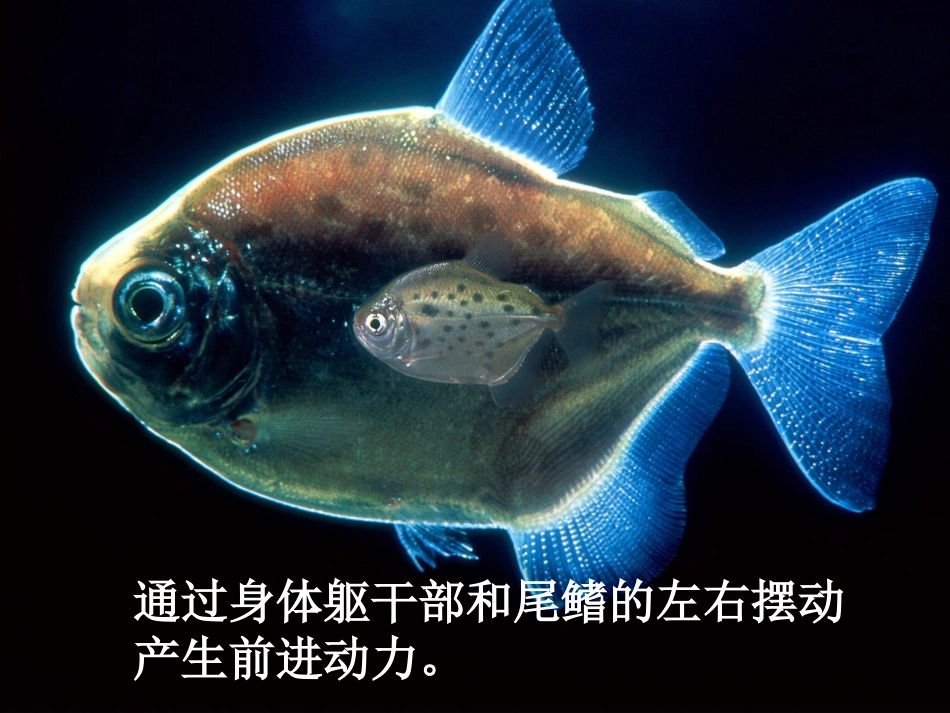 第一节动物的运动_第3页