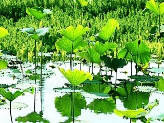 分析小说情节的作用